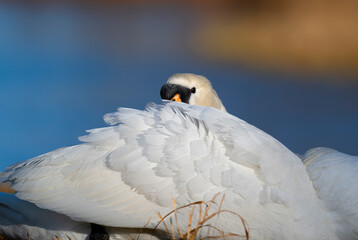 close up of a white swan © 颂 郭