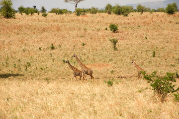 Massai-Giraffen bewegen sich durch die trockene Serengeti-Savanne © Jane Be. The Picture