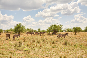 Fototapeta premium Zebraherde in weiter trockener Savannenlandschaft der Serengeti