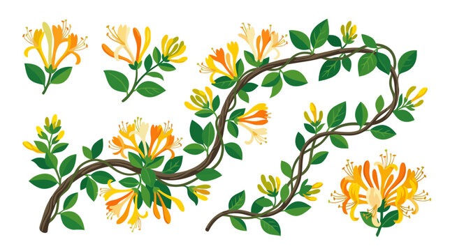 Honeysuckle floral elements, vine, leaves, and flowers, transparent background