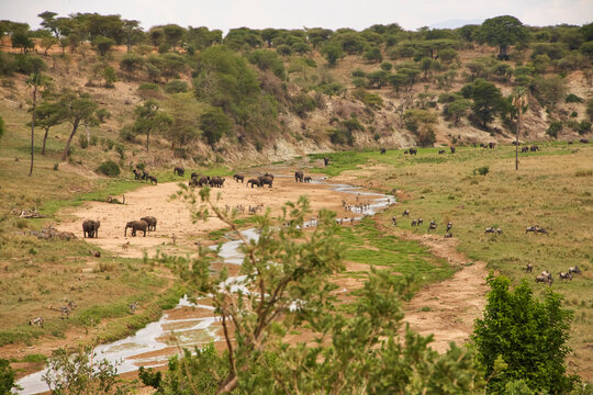 Afrikanische Elefanten und Tierherden an einem Wasserlauf der Serengeti