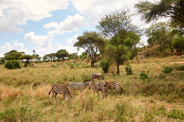 Fototapeta premium Zebras und Weißbartgnus in offener Savannenlandschaft der Serengeti