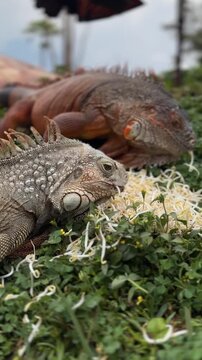 Two iguanas resting on green grass. One is brown and the other is gray. They are surrounded by small plants and some food scraps.