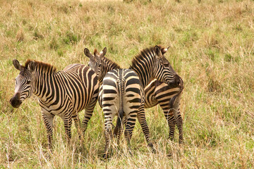 Steppenzebras stehen im trockenen Grasland der Serengeti © Jane Be. The Picture