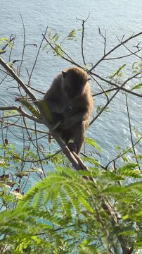 A brown monkey sits on a branch overlooking the ocean. The scene features lush green foliage and a clear blue sky in the background.