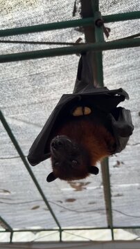 A brown bat hanging upside down in a shelter. The bat has large ears and a furry body. The background shows a mesh roof and green structure.