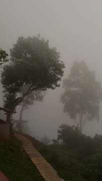 Foggy landscape with trees and a pathway. The scene is shrouded in mist, creating a serene and mysterious atmosphere.