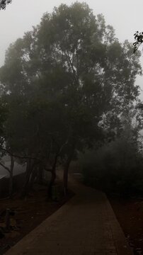 A foggy pathway surrounded by tall trees. The scene is shrouded in mist, creating a mysterious atmosphere. The ground is paved with bricks.