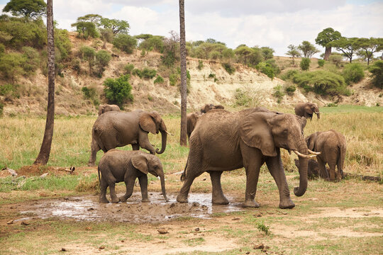 Afrikanische Elefanten an einer schlammigen Stelle der Serengeti