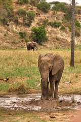 Obraz premium Afrikanischer Elefant an einer feuchten Stelle in der Serengeti