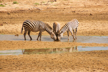 Zebraherde beim Trinken in einem flachen Wasserlauf der Serengeti © Jane Be. The Picture