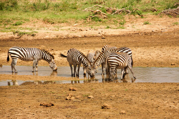 Zebraherde trinkt gemeinsam in einem flachen Wasserlauf © Jane Be. The Picture