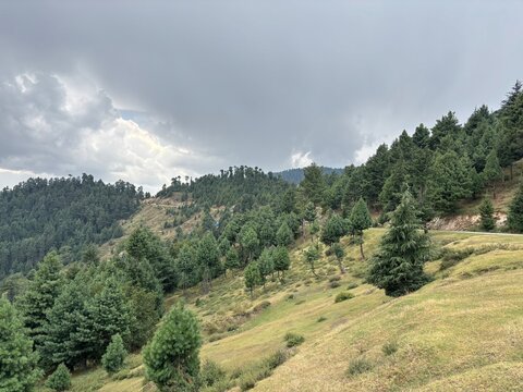 Forest on mountain in Kashmir