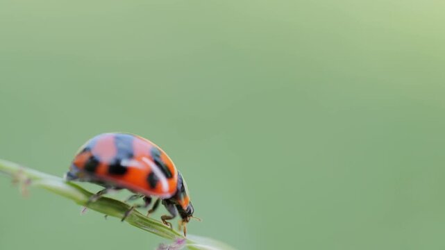 Close-up macro footage of a colorful ladybug (ladybird beetle) crawling on the tip of a grass blade in a natural garden setting.