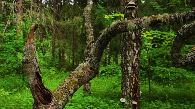 Crooked mossy trees with lichen and mushrooms in mysterious green forest, Karelia woodland