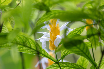 Close-up of a yellow and white tropical flower framed by lush green leaves with a soft natural background. © MSG919