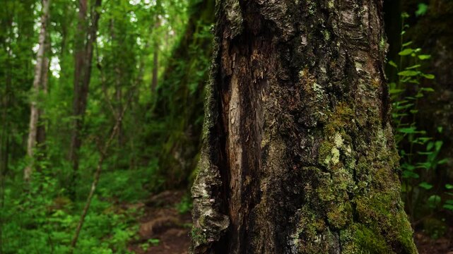 Focus pull from tree bark with moss to dense green forest thicket, Karelia woodland trail