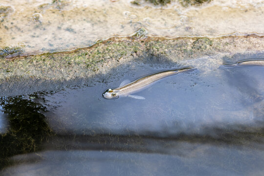 Close-up of a mudskipper partly submerged in shallow water near a muddy and rocky shoreline, showing its raised eyes and elongated body.