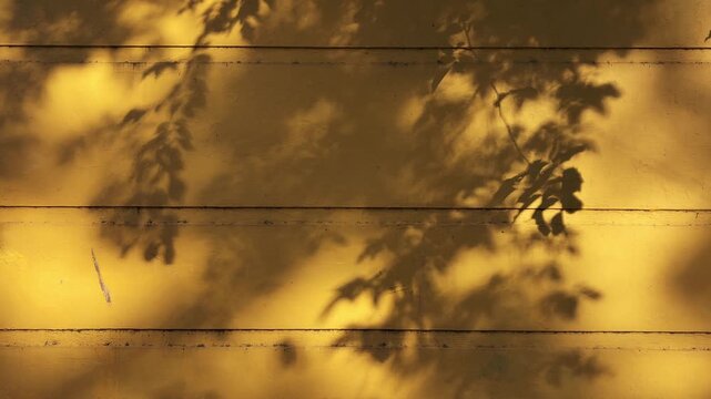 Gently moving shadows of leaves cast on a yellow wall