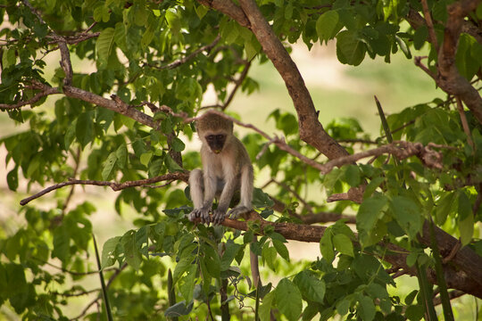 Affe sitzt in einem Baum der Serengeti