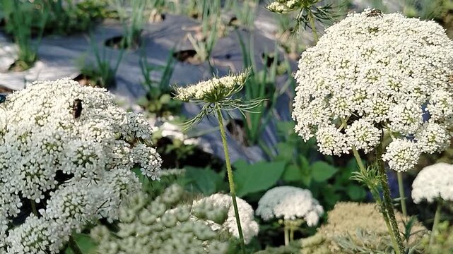 Macro video of various insects and metallic flies pollinating a cluster of white Queen Anne's lace flowers in a sunny agricultural field.