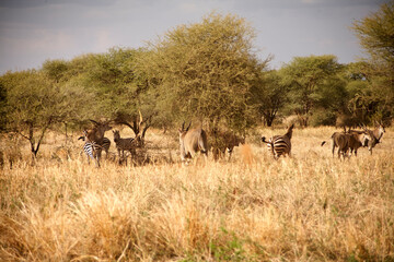 Fototapeta premium Zebras und Elenantilopen zwischen Savannenbüschen