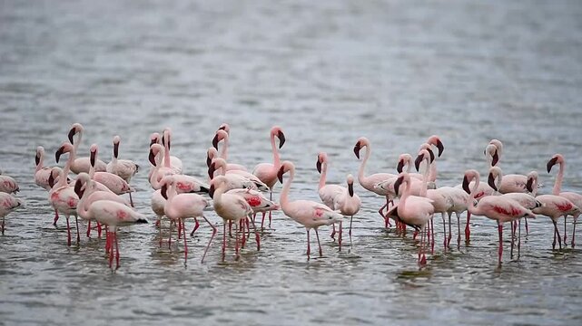 A flock of vibrant pink flamingos wading gracefully through shallow alkaline waters in Kenya.