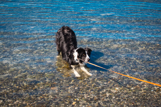 Happy Black and White Border Collie Dog at the Shoreline