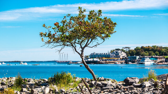 Scenic Rocky Coastline and Waterfront in Bar Harbor Maine