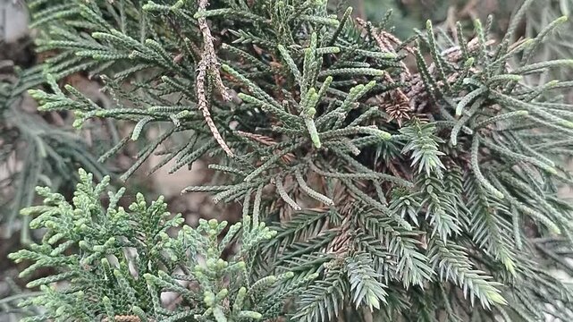 Close-up macro footage of evergreen cypress foliage showing the intricate texture of scale-like leaves and dry inner twigs.