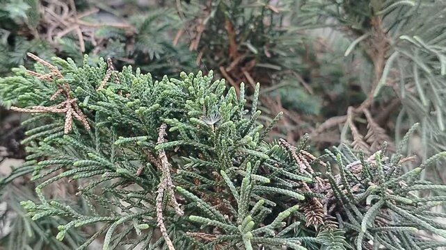 Close-up macro footage of evergreen cypress foliage showing the intricate texture of scale-like leaves and dry inner twigs.