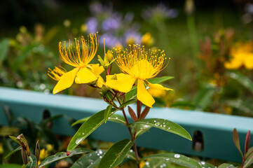 庭園に咲く鮮やかな黄色の花々と美しい緑の葉、水滴のクローズアップ © MORIO