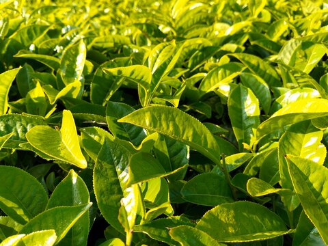 Serene morning view of a thriving tea garden highlighting pure botanical growth, traditional herbal medicine, and mindful healthy living.