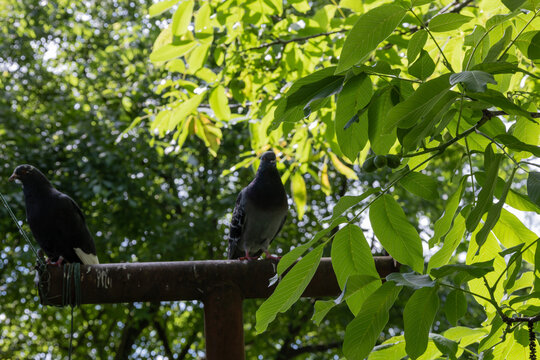 Two common city pigeons, one black and one grey, perched together on a rusty metal horizontal bar, facing slightly different directions under bright sunlight filtering through vibrant green walnut tre