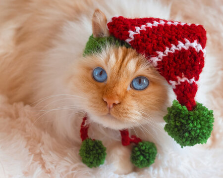 Cute blue-eyed cat wearing a Christmas hat