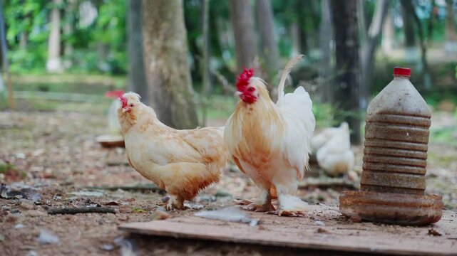White rooster and yellow hen squatting on the wooden board and pecking at the feed