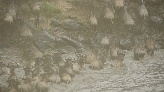 Action-packed shot of a zebra and wildebeests during the annual Mara River migration crossing.