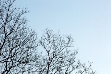 Obraz premium Bare Tree Branches Against Clear Blue Daytime Sky