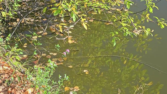 Autumn leaves drift on calm, greenish water. Branches with yellowing leaves hang low over the surface. Some leaves float, others cling to branches. The water reflects the fading sunlight