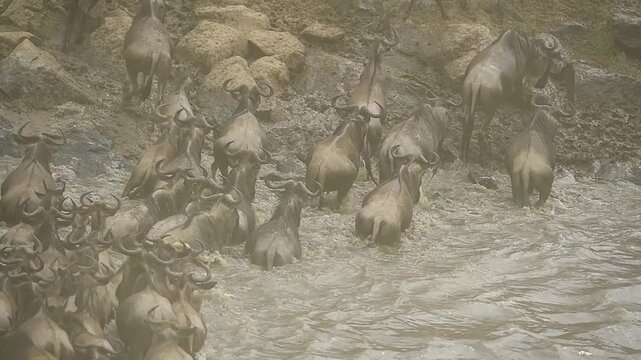 Wildebeests and zebras crossing the Mara River during the great migration in Kenya.