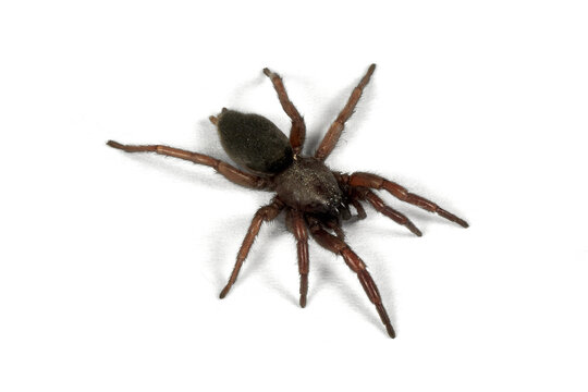big spider isolated on white or transparent png