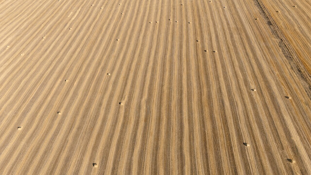 Diagonal top-down aerial view of a harvested golden wheat field with parallel striped texture and scattered round hay bales. Abstract agricultural geometry and minimalist summer landscape.