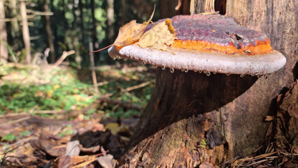 Fomitopsis pinicola (red-belted conk) mushrooms growing on a tree in the forest. A young 