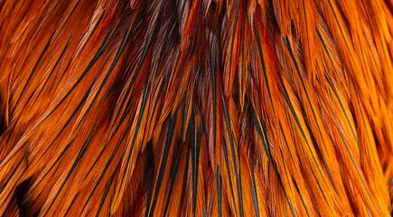 Vibrant Orange and Red Rooster Feather Texture Macro Background,A detailed macro photograph showing the rich texture of vibrant orange, fiery red, and dark rooster feathers. The natural layered. © banjongseal324