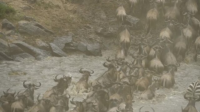 Dramatic river crossing action of massive herd of zebras and wildebeests stampeding across the Mara River during the Great Migration.