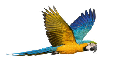 Blue and yellow macaw parrot in flight, isolated on transparent background © iPNGi