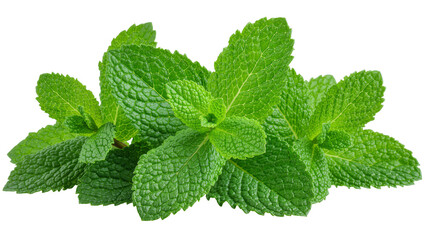 Fresh green mint leaves with textured surface, isolated on transparent background © iPNGi