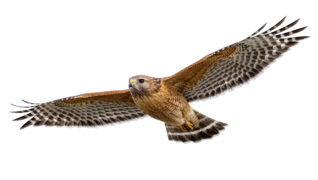 Red-shouldered hawk with spread wings in flight, isolated on transparent background