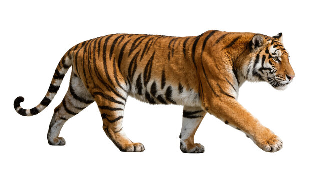 Majestic Bengal tiger walking, isolated on transparent background