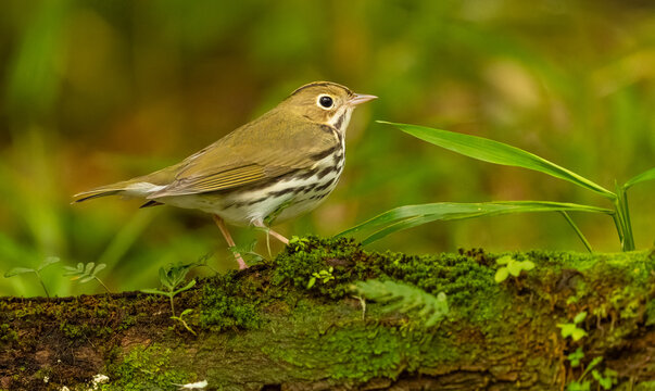 Pieperwalds&auml;nger (Seiurus aurocapilla)